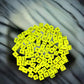KOP14232 Assorted Math Foam Dice Yellow D6 25mm (1in) Bulk Pack of 100 Dice
