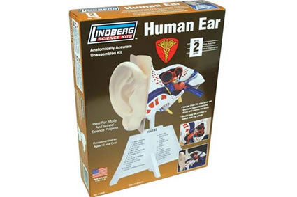 LIN71308 Human Ear Educational Plastic Model Kit by Lindberg Main Image